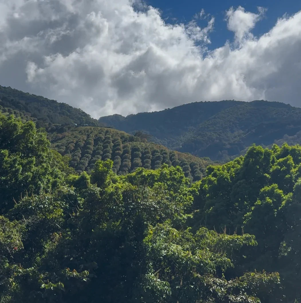 Costa Rica Coffee Trip
