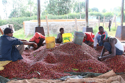 Farm to Cup