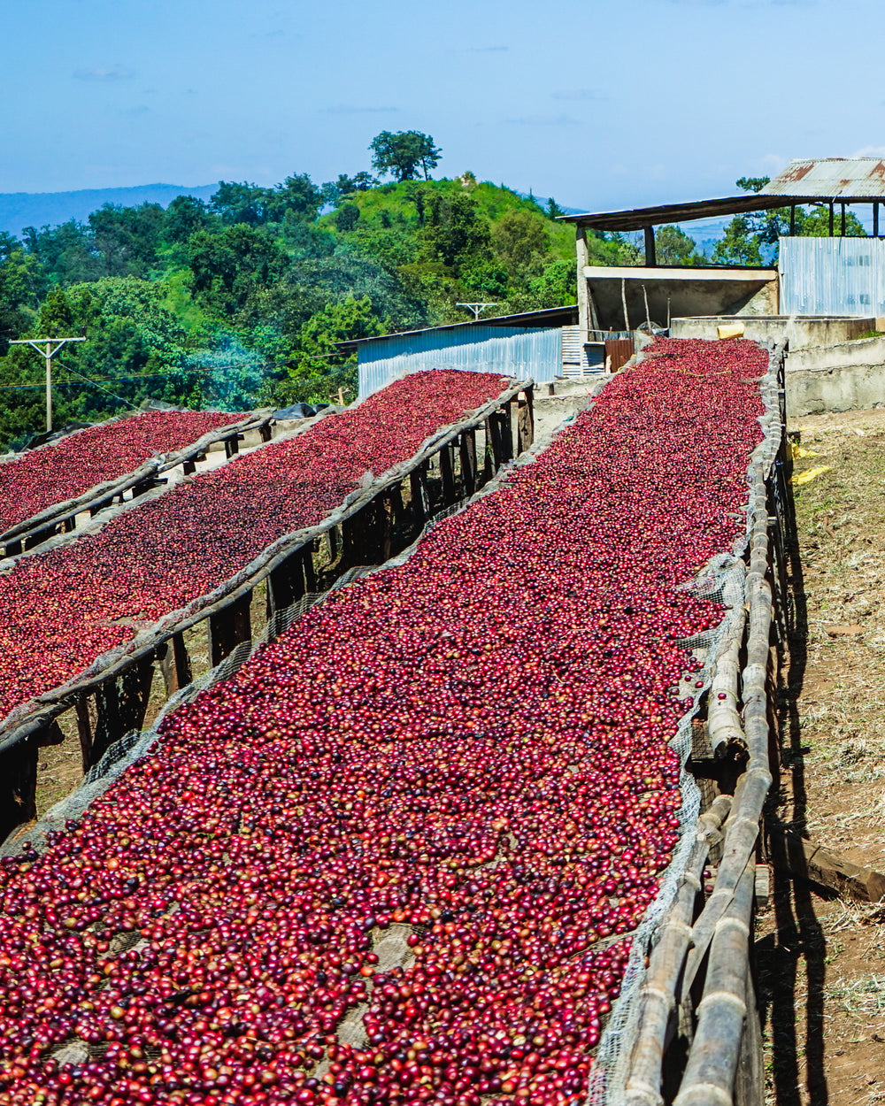 Etiopía Sidama Bensa Bombe Natural