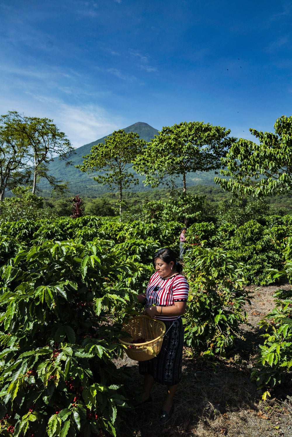 Guatemala, Finca Pampojilá