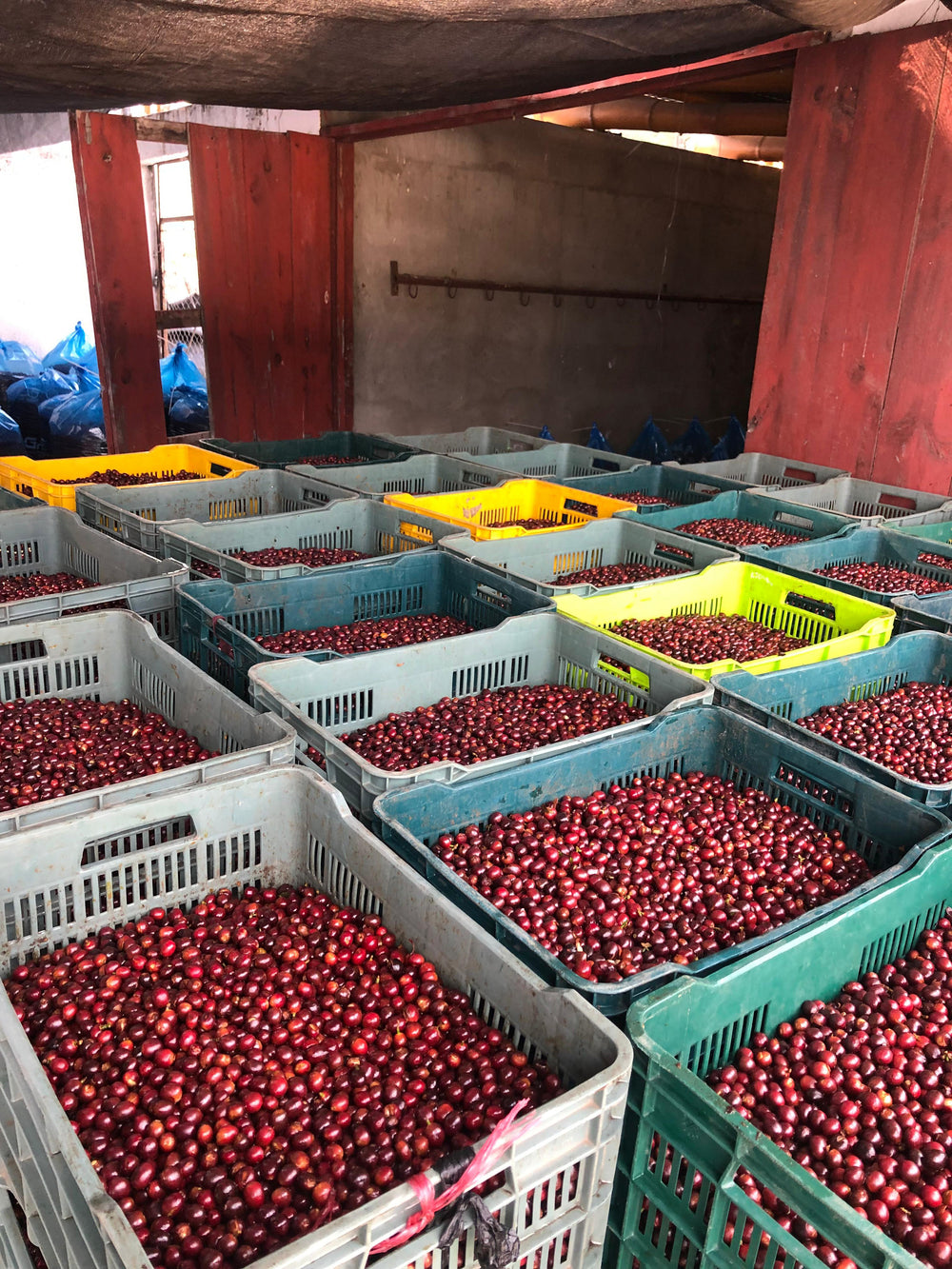 Guatemala, Finca Pampojilá