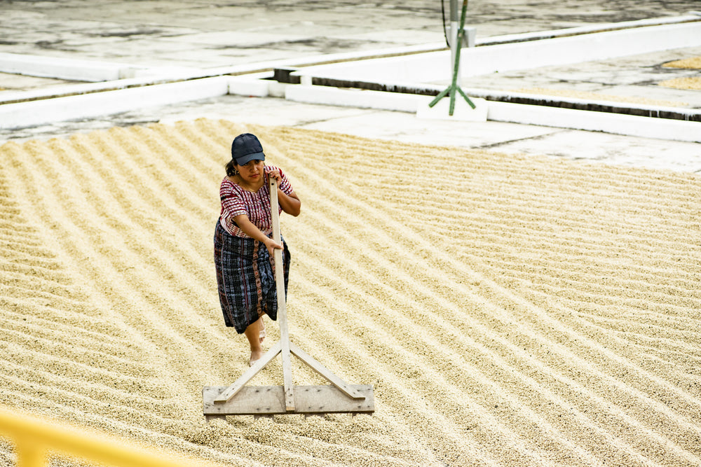 Guatemala, Finca Pampojilá