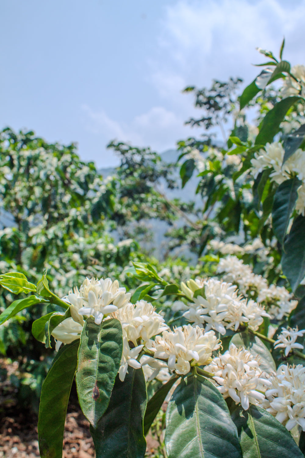 Guatemala, Finca Pampojilá