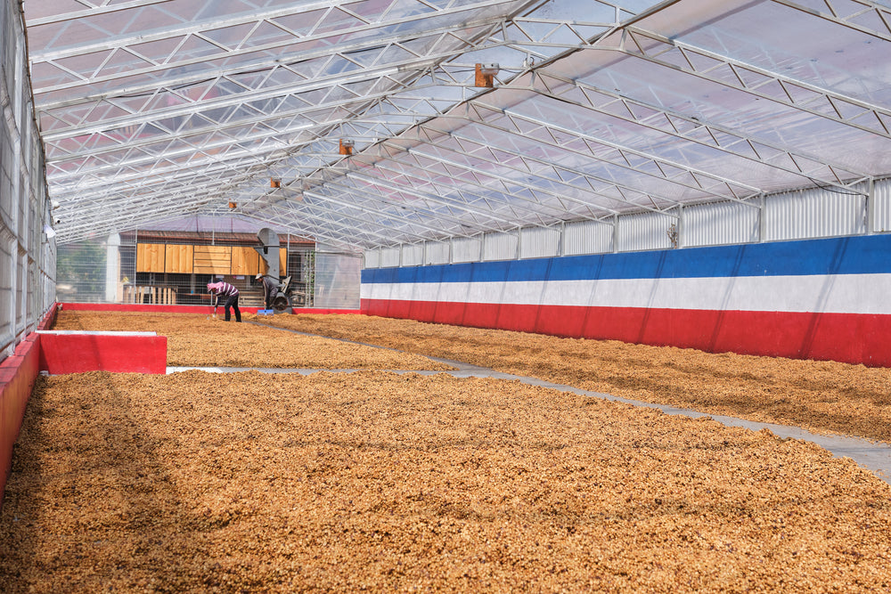 Costa Rica, Finca Calle Liles