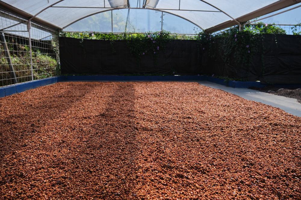 Costa Rica, Finca Calle Liles