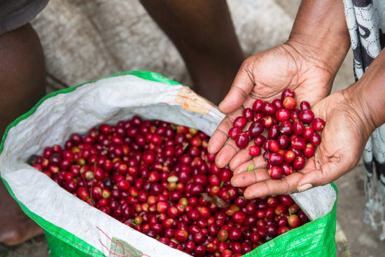 girl holds coffee beans