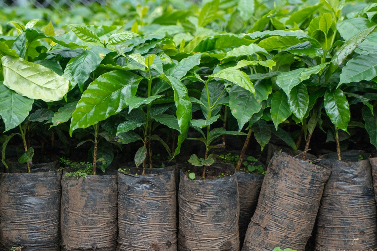 Hands sort through coffee beans to remove any impurities