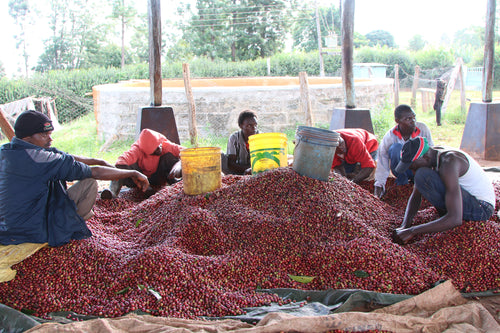 Farmers in Kenya begin to process coffee by sorting the unripened cherries.