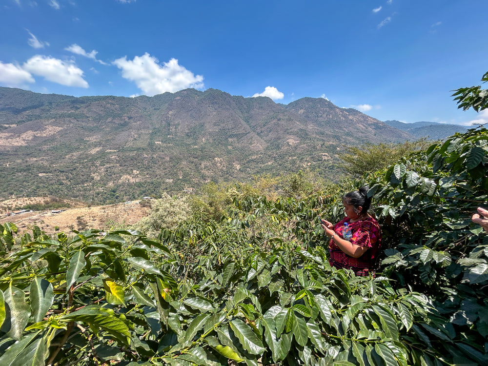 Guatemala Finca Concepción Buena Vista