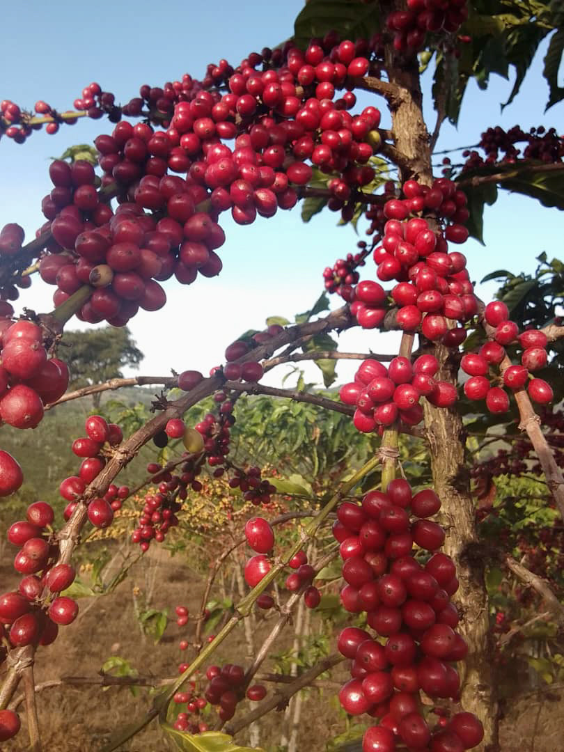 Ethiopia, Kayon Mountain