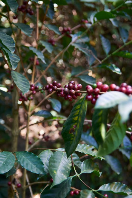 El Salvador,  Finca Don Jaime