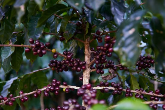 Coffee Cherries 