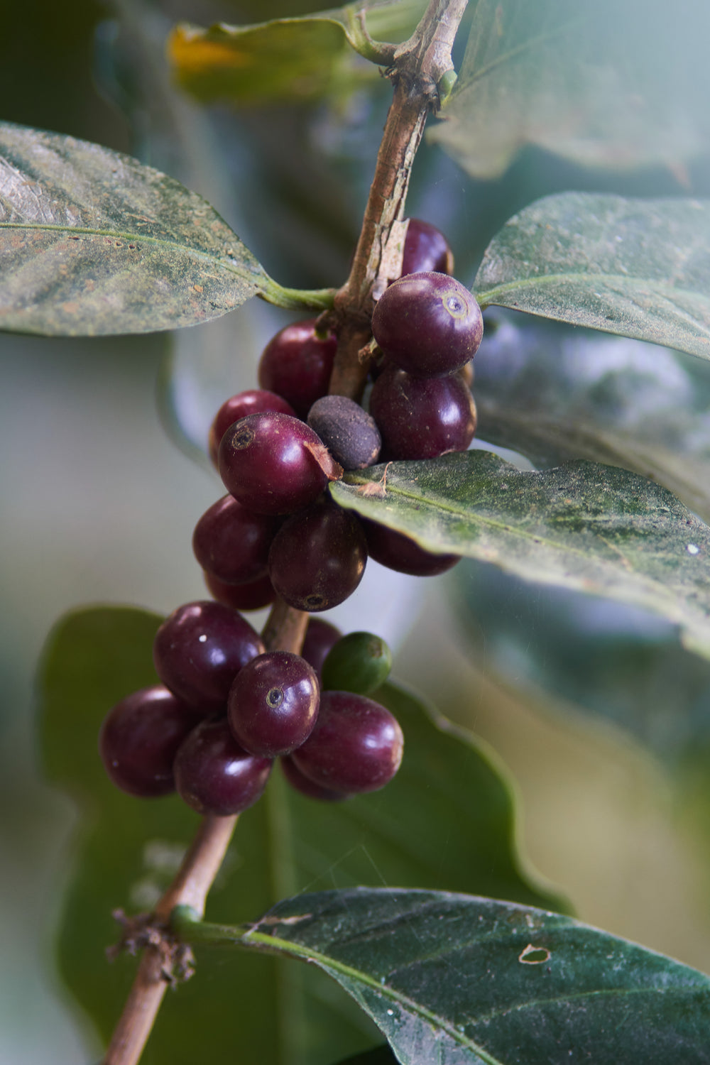 Honduras, Finca Las Flores