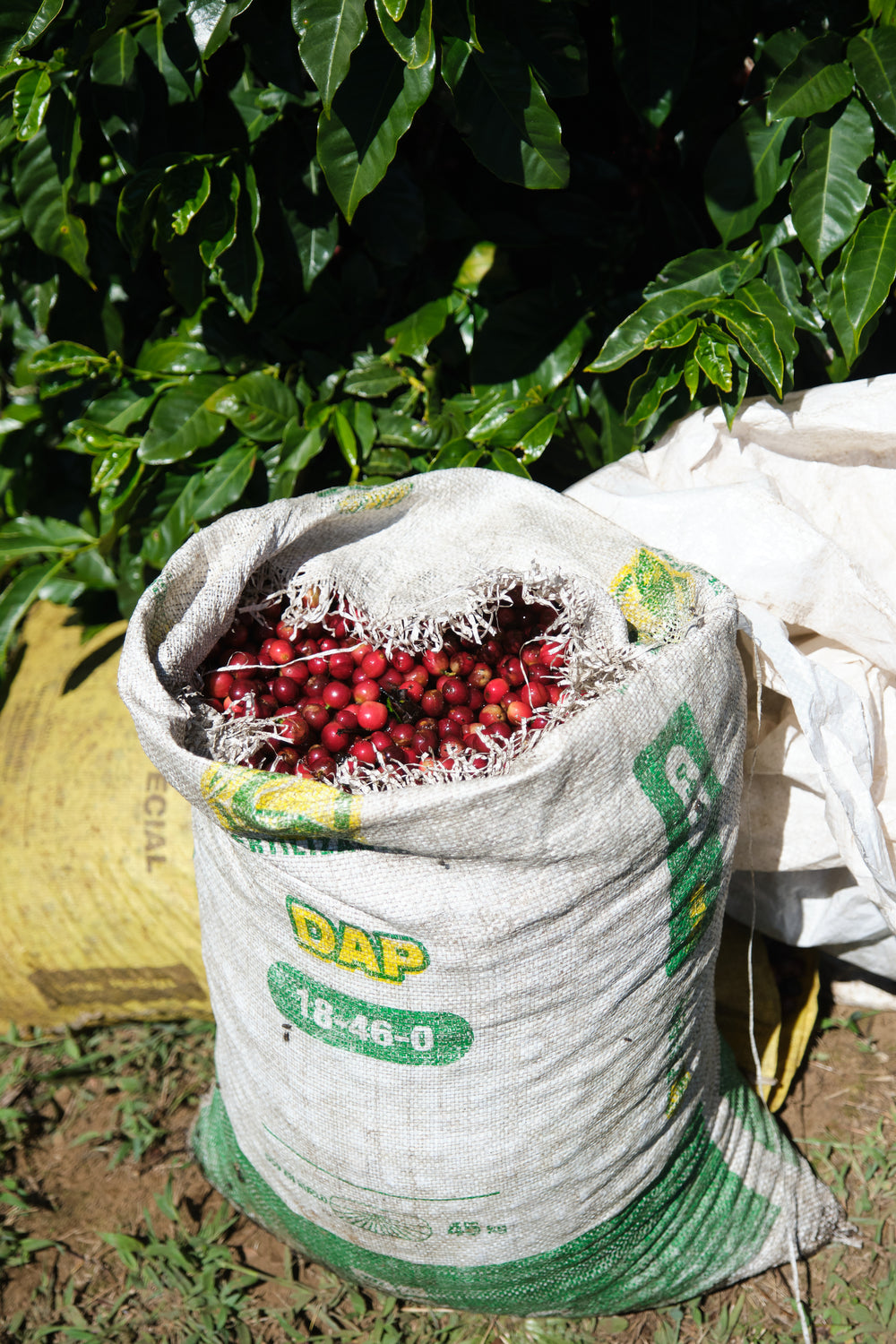 Costa Rica, Finca Calle Liles