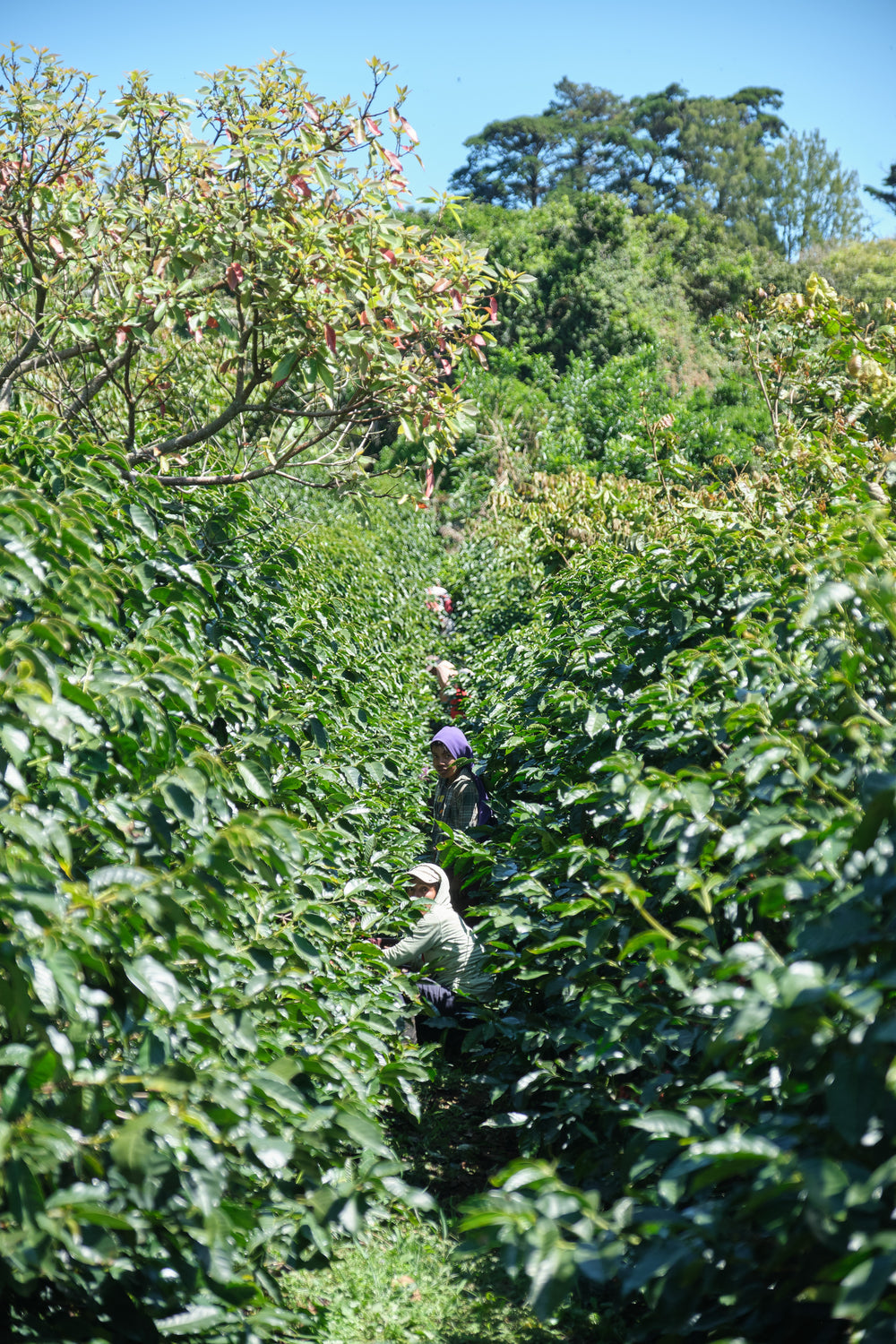 Costa Rica, Finca Calle Liles