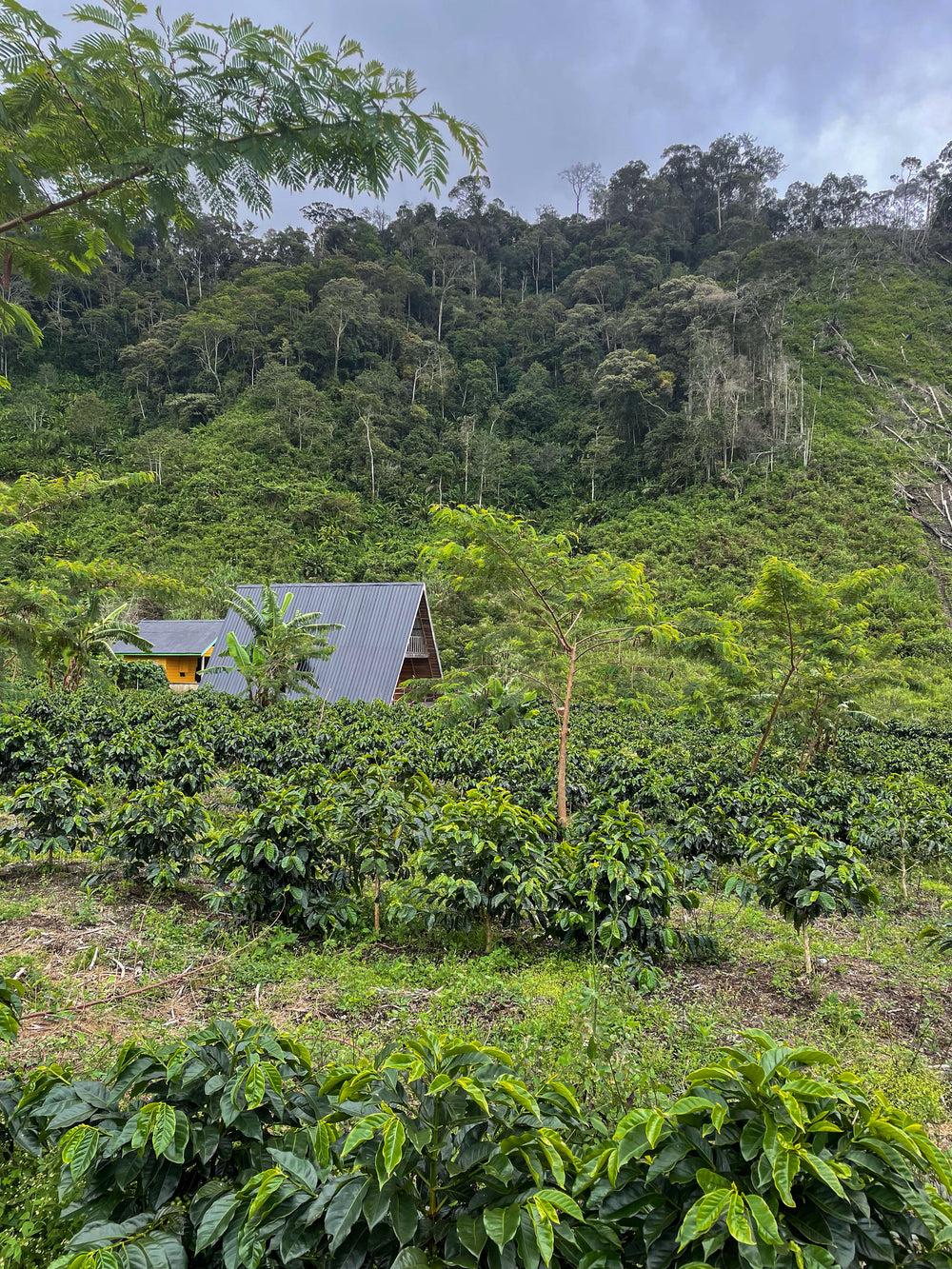 Sumatra, Putra Gayo Mill