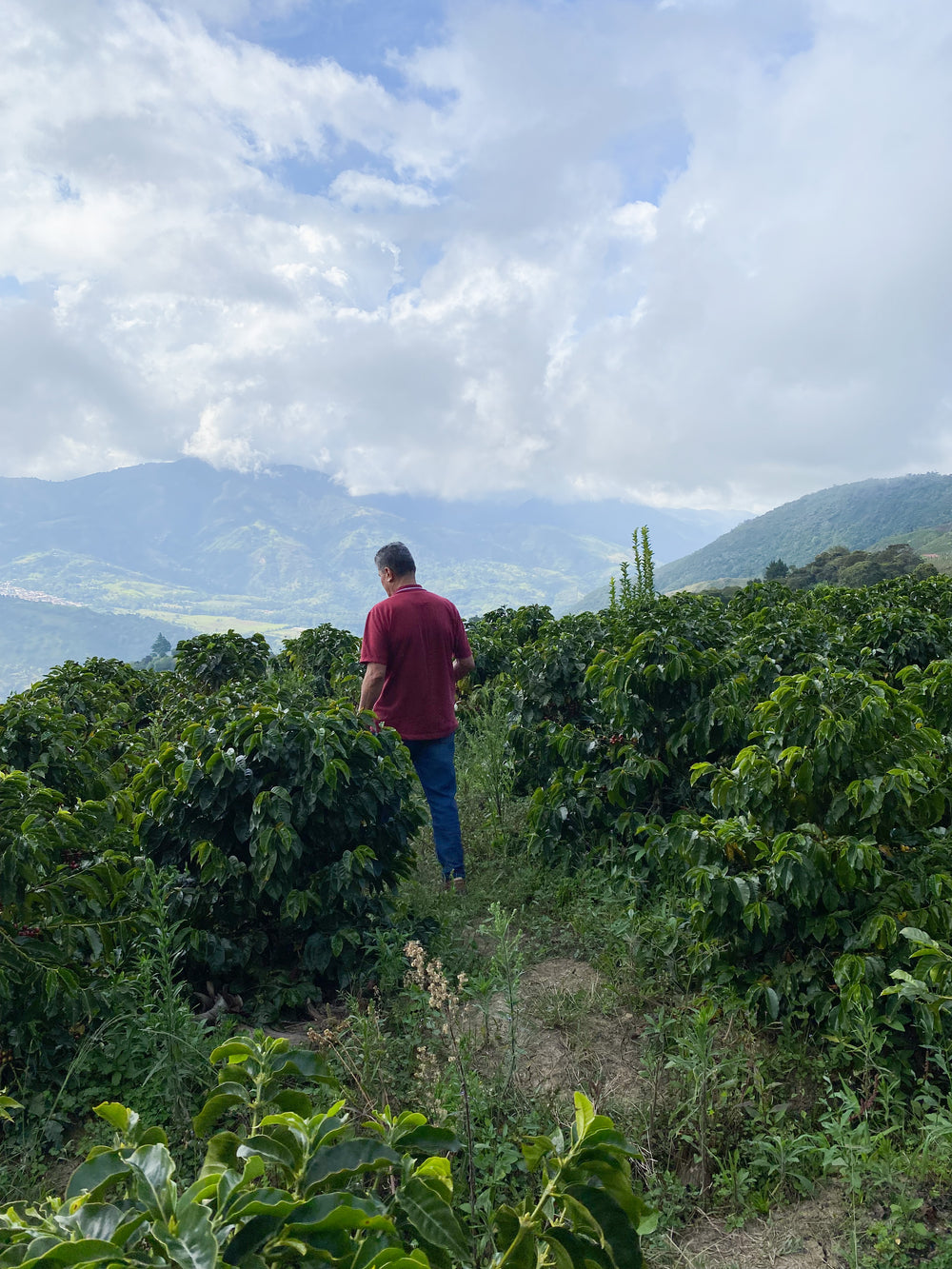 Venezuela, Finca Los Nogales