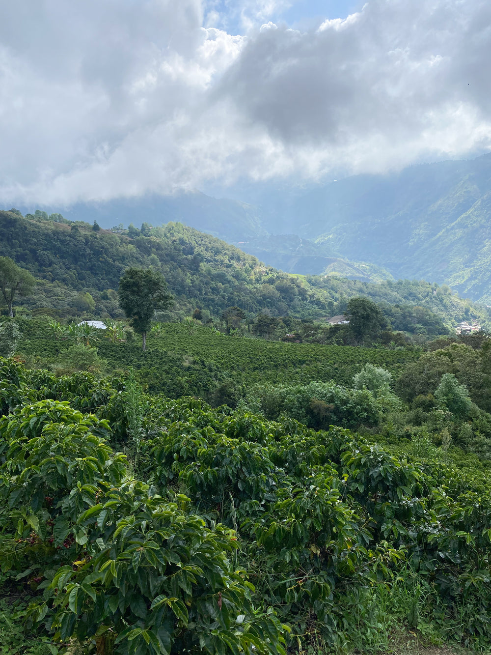 Venezuela, Finca Los Nogales