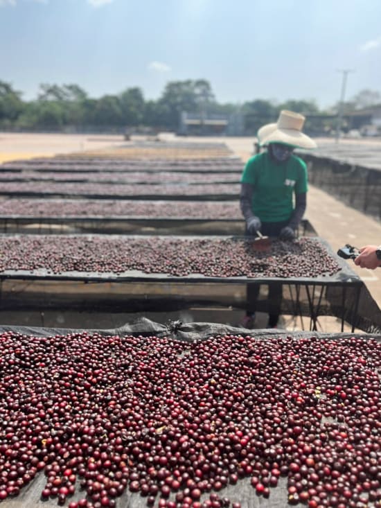 Coffee Drying