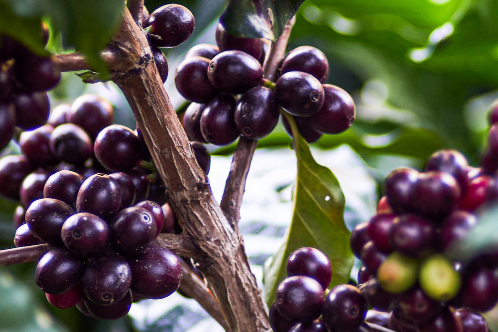 Coffee beans on the tree