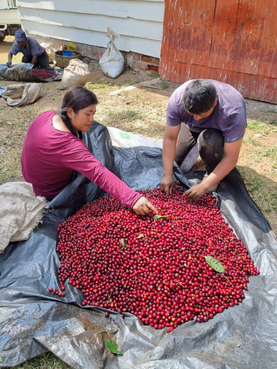 Couple selecting coffee beans