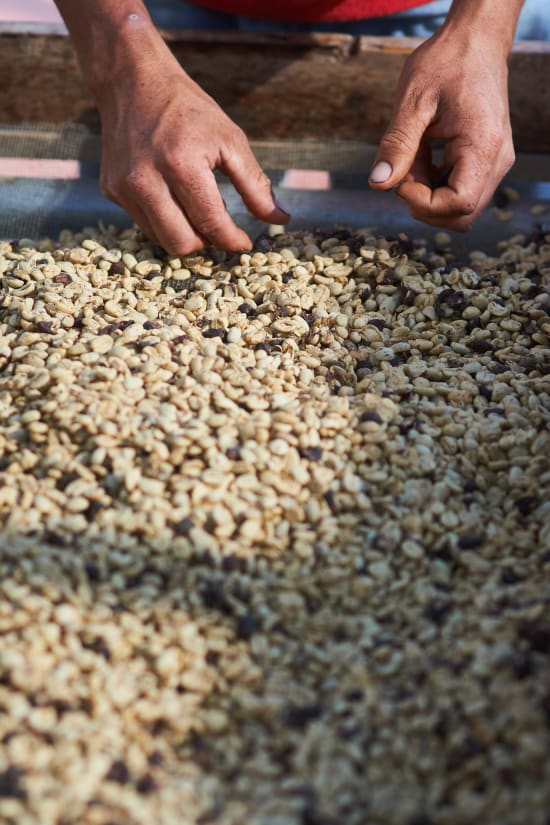 Jaime Guevara selects coffee beans