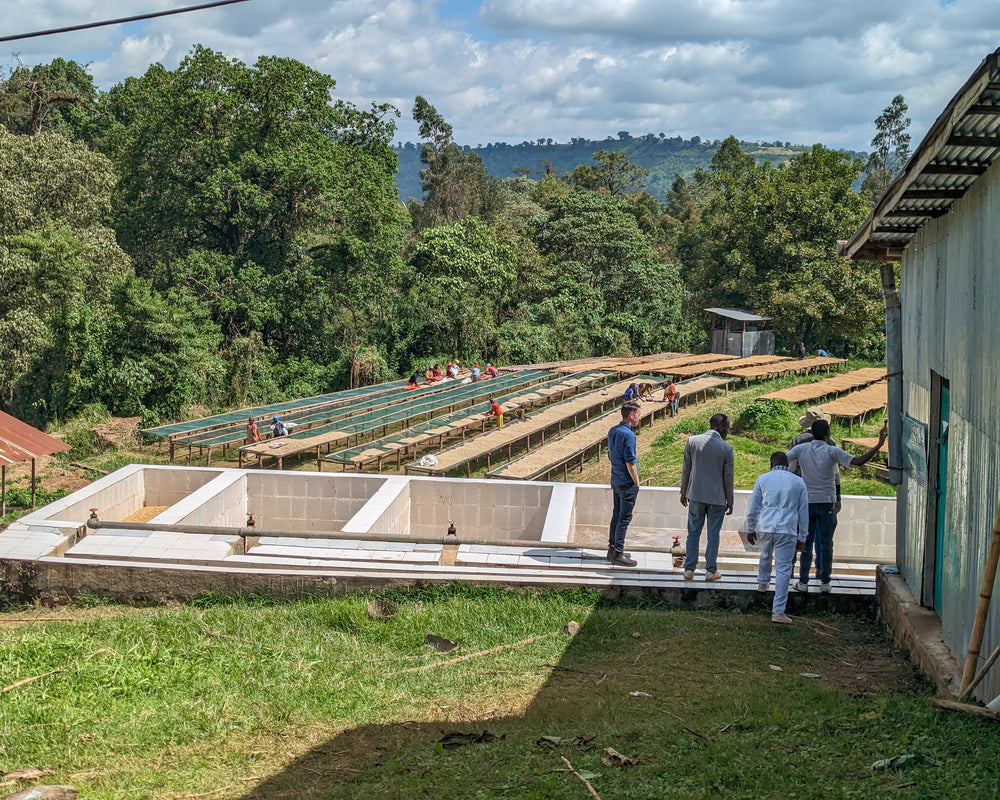 Drying beds at Ethiopia coffee bound for Conscious Cup Coffee Roasters