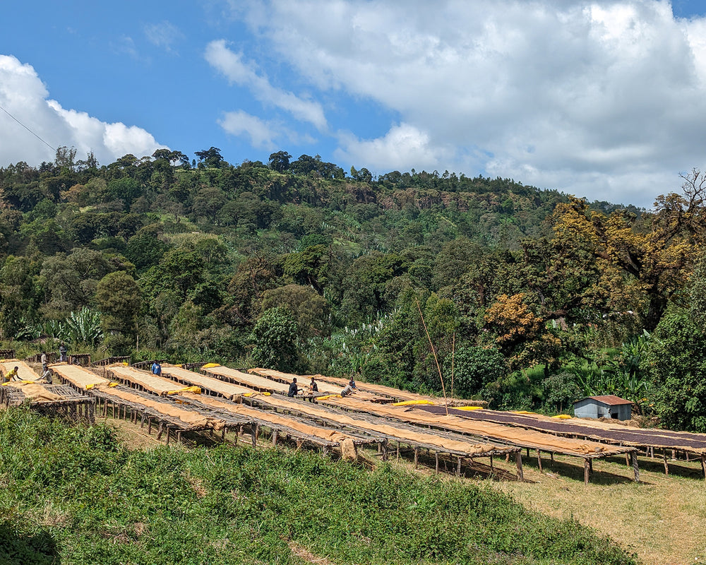 Coffee drying in Ethiopia bound for Conscious Cup Coffee Roasters