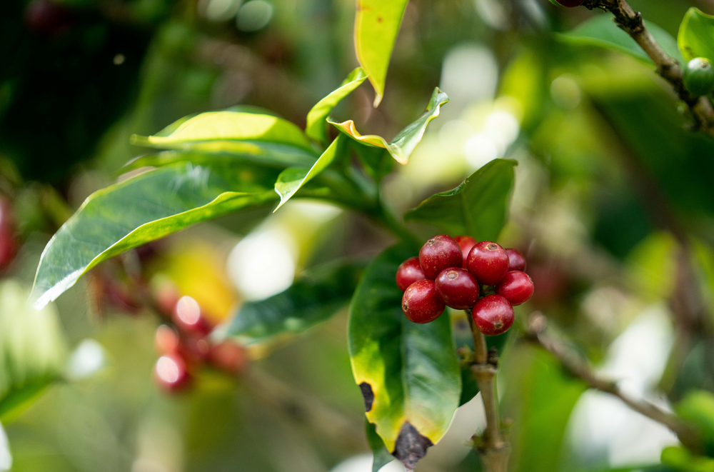 Decaf Peru, MWP Lima