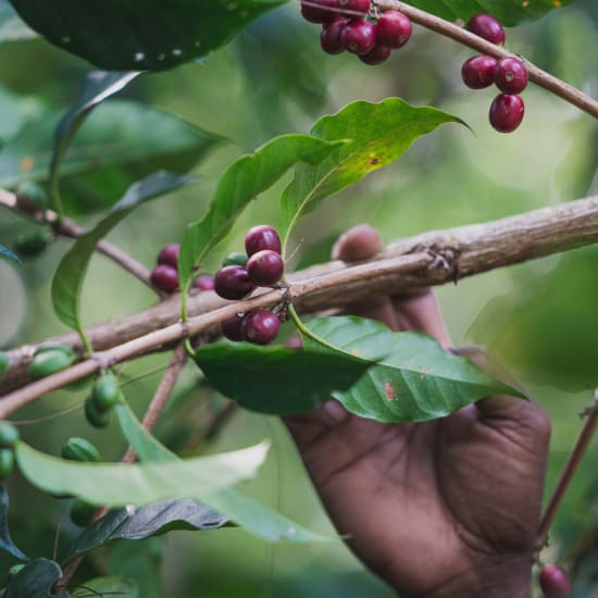 a man picks coffee