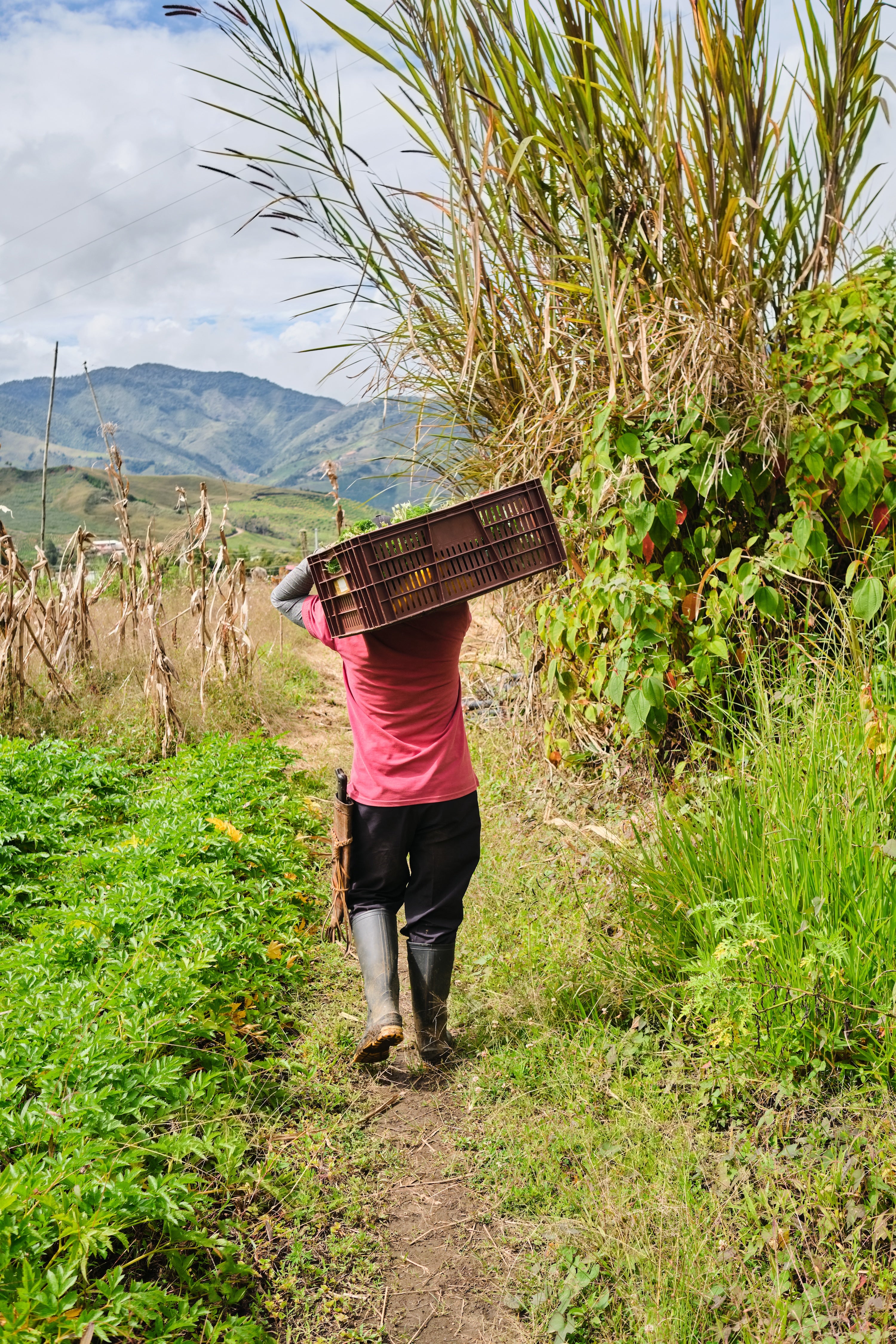 a woman carries a basket of coffee
