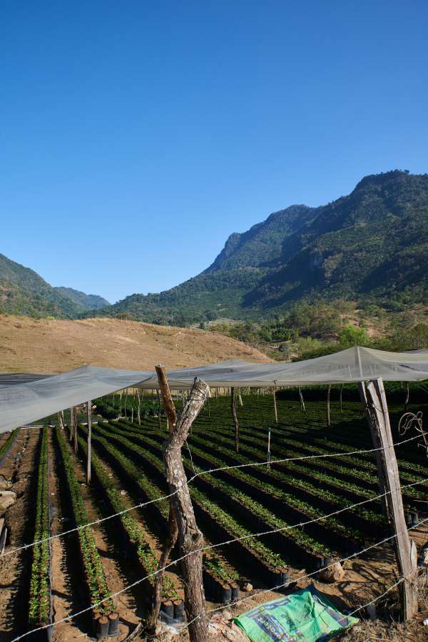 Coffee bean farm in Guatemala