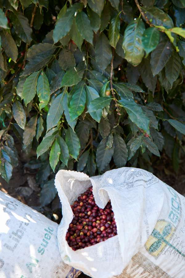 Coffee cherries in a bag