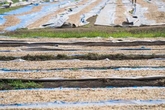 coffee beans drying process