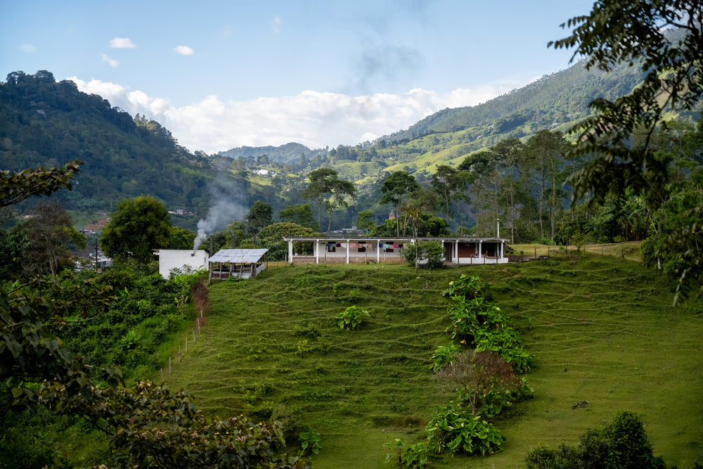 coffee farm