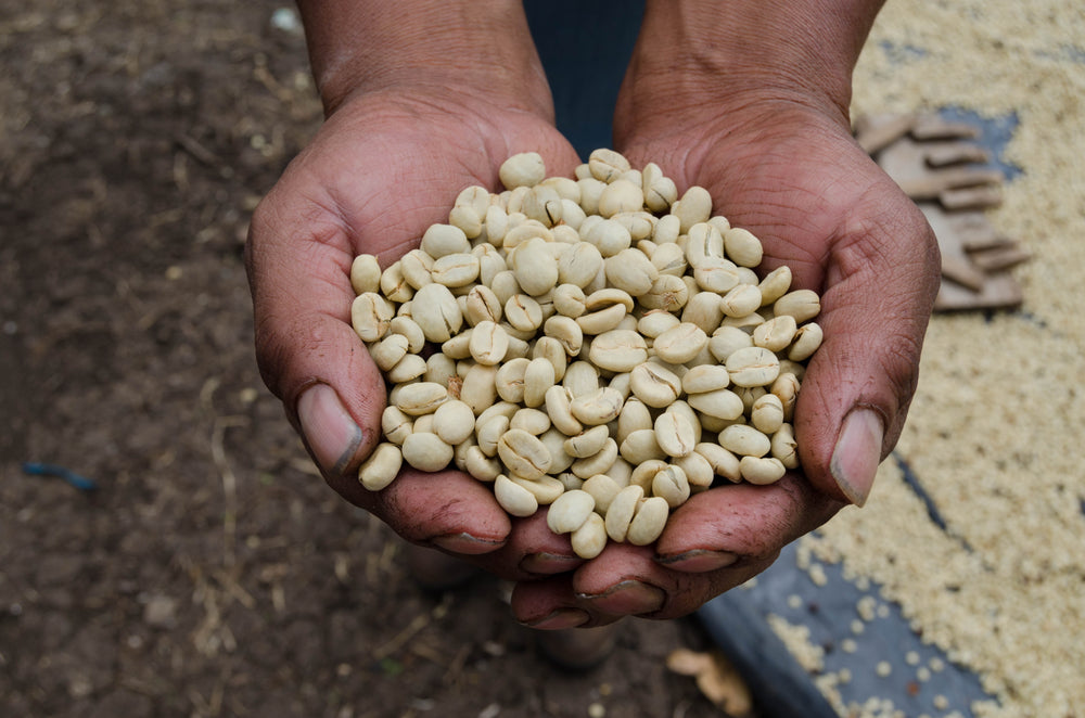 dried coffee beans