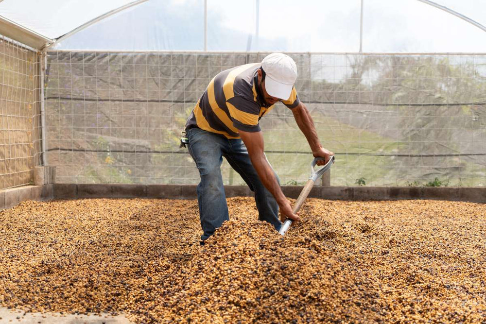 drying coffee mixing process