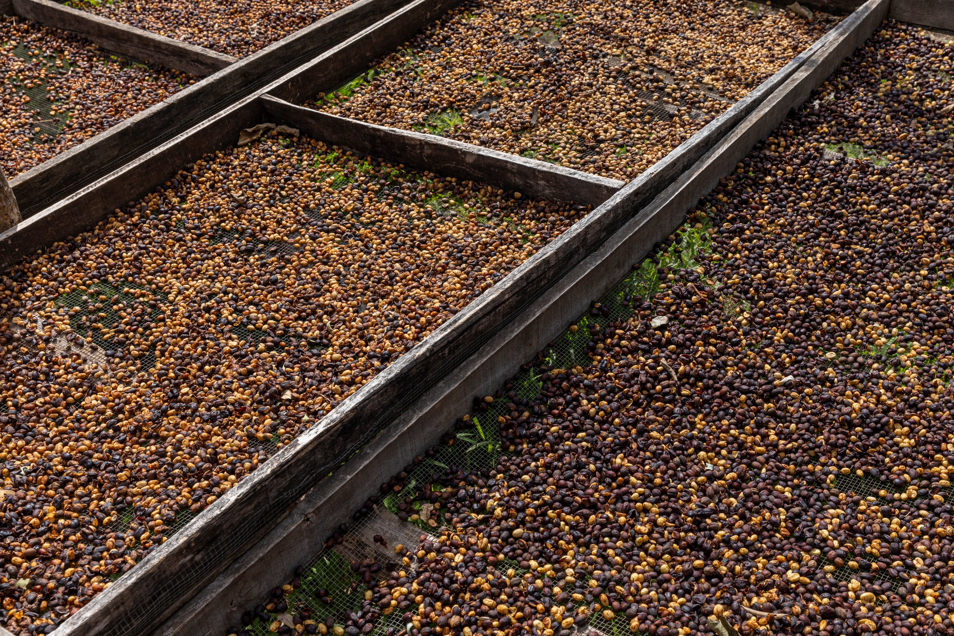 photo coffee drying process 